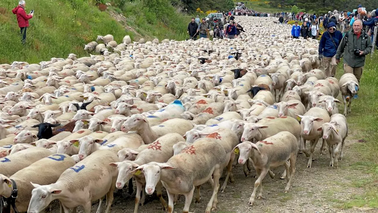 2 497 brebis ont traversé la foule avant de rejoindre leurs 800 hectares d'estive sur le mont Lozère