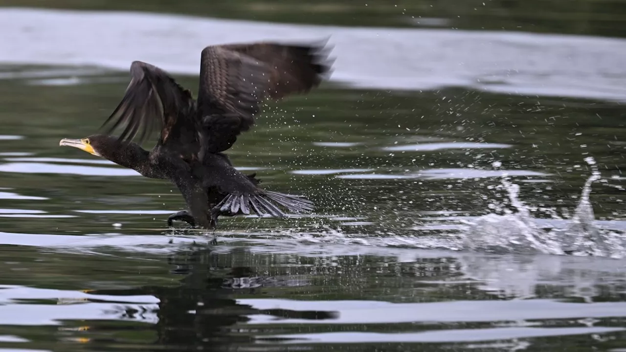 Der Kormoran beschäftigt nun die Bundespolitik