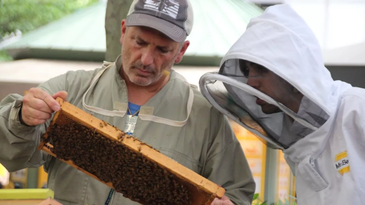 „Kein Unterschied für Bienen“: Imkern in New York