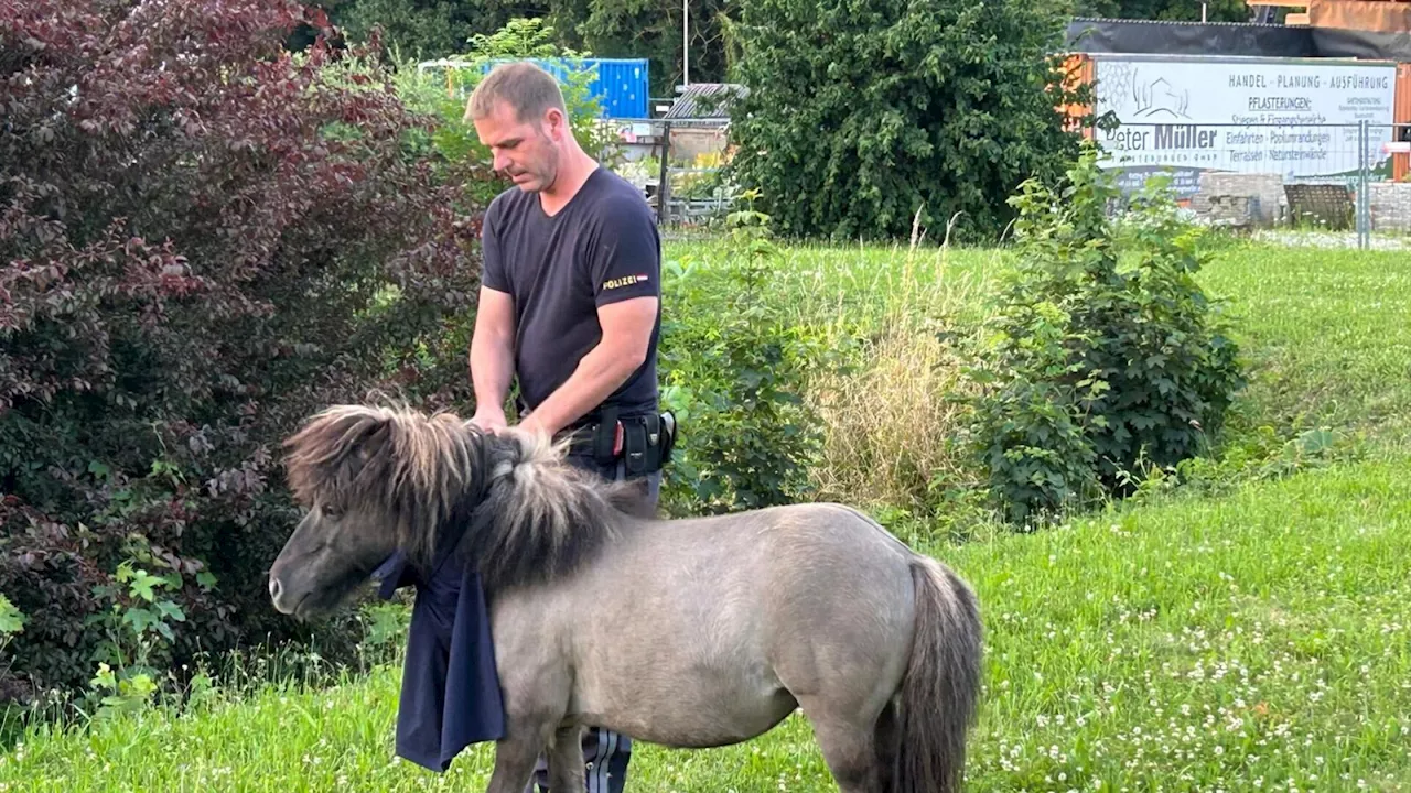 Ponys liefen auf der Bundesstraße 39