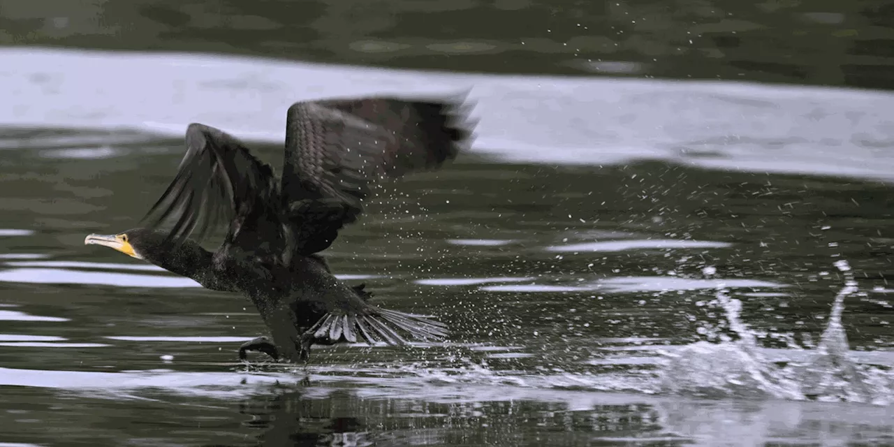 Der Kormoran besch&auml;ftigt nun die Bundespolitik