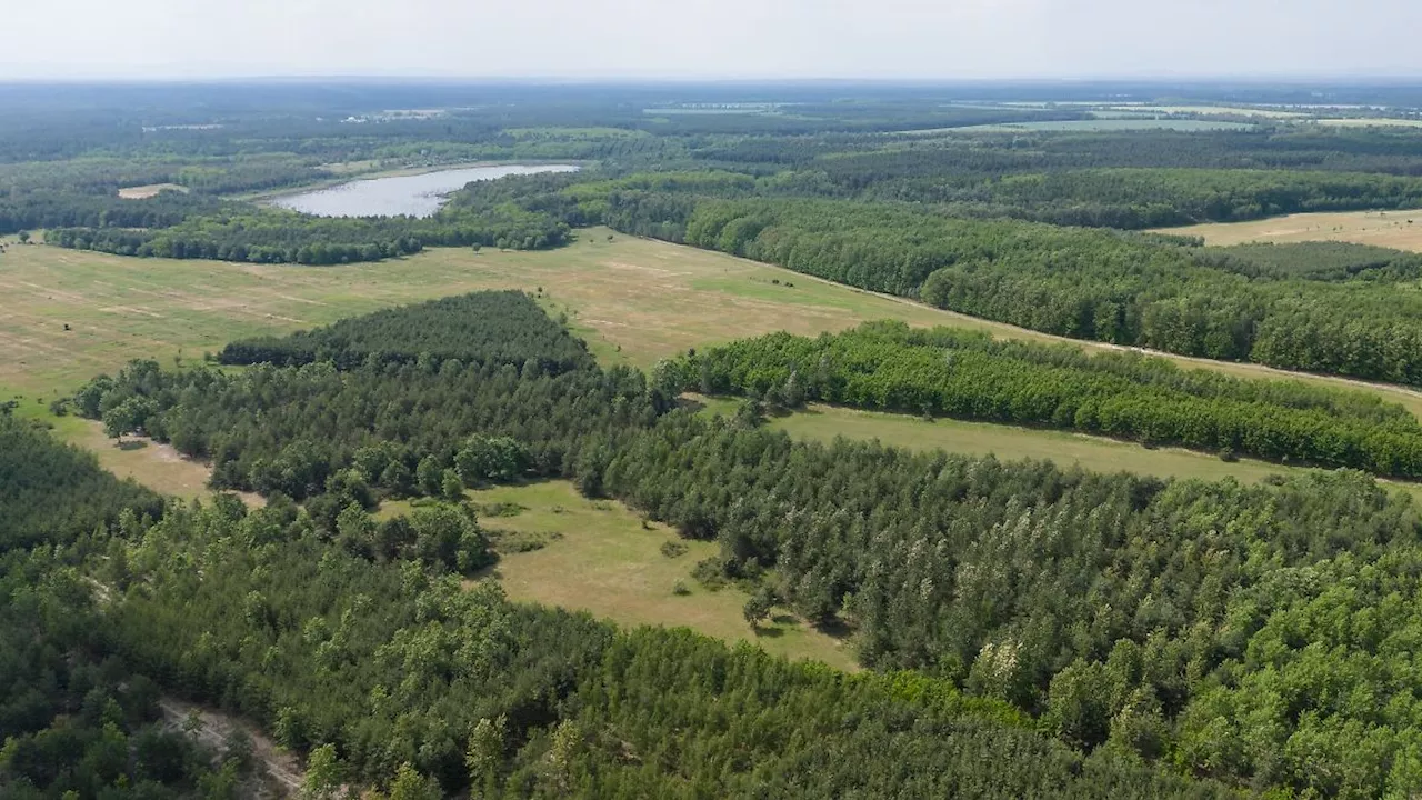 Sachsen: Wälder vor Beginn des Hochsommers gut mit Wasser versorgt