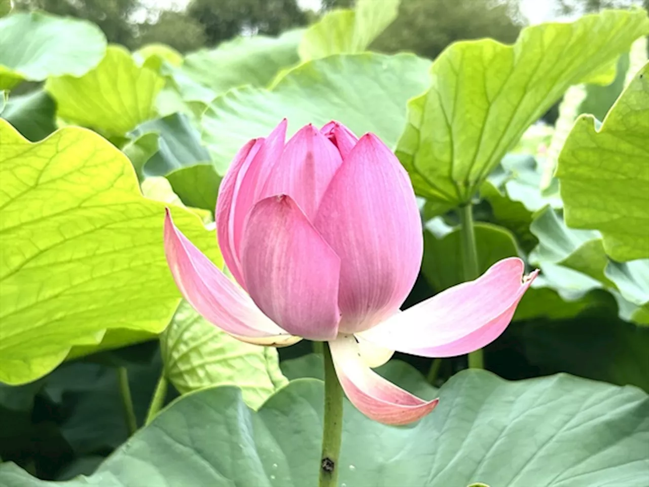 연꽃에 취하고 능소화에 빠지고... 안 보면 후회합니다