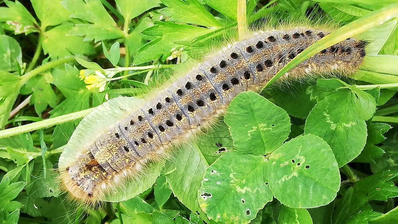 Het insectenseizoen lijkt begonnen, boswachter Frans legt uit