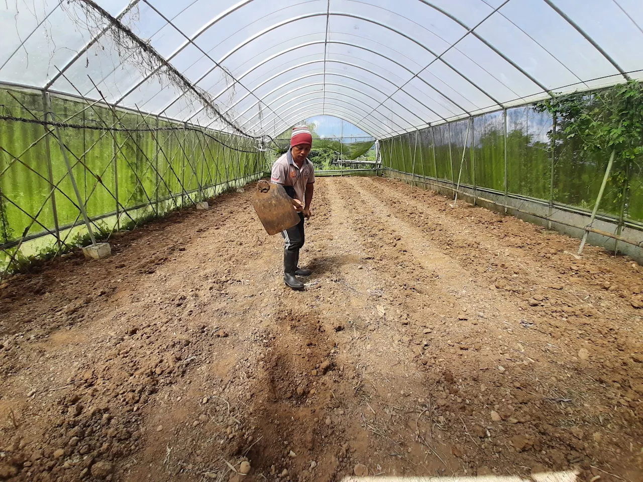 Healthier harvests: Organic farming initiative flourishes in Benguet