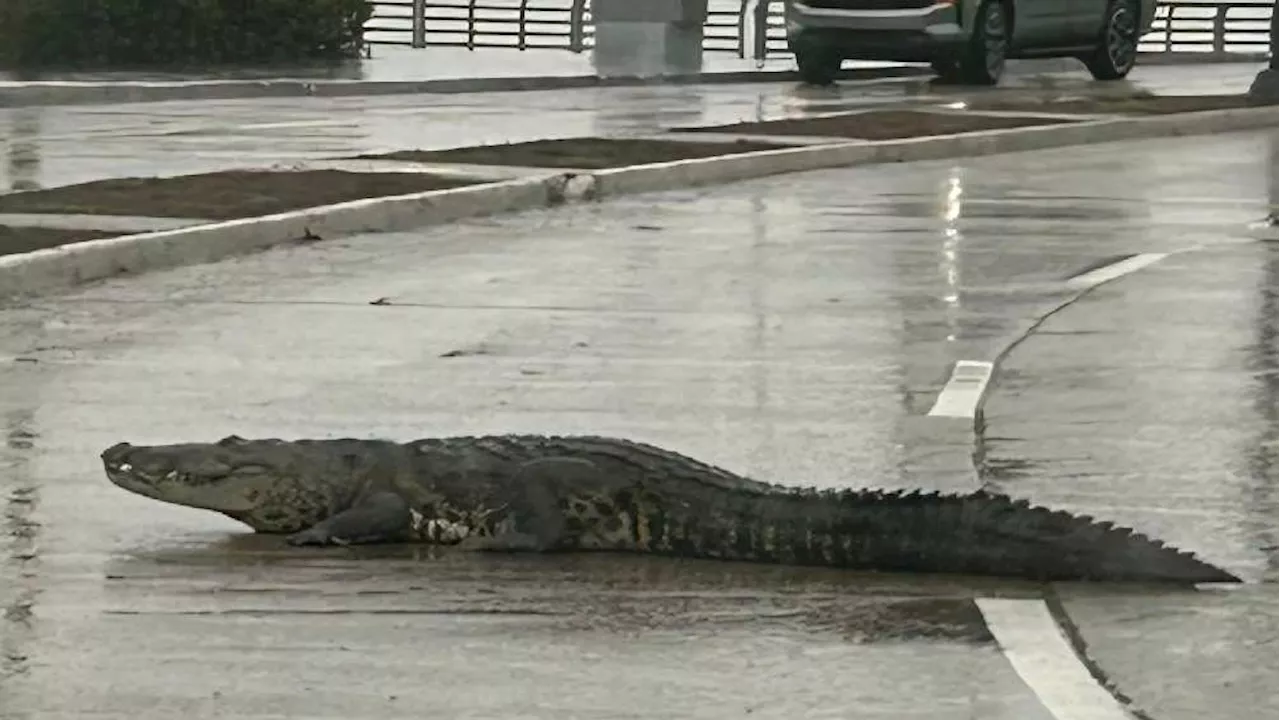 VIDEO: Captan a cocodrilo paseando por avenida de Tamaulipas luego de escapar de una laguna