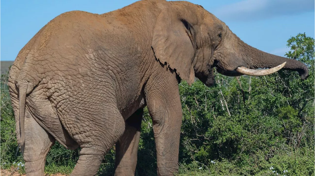 Horror im Sambia-Urlaub: Elefant schleudert Touristin (64) aus Auto und zertrampelt sie