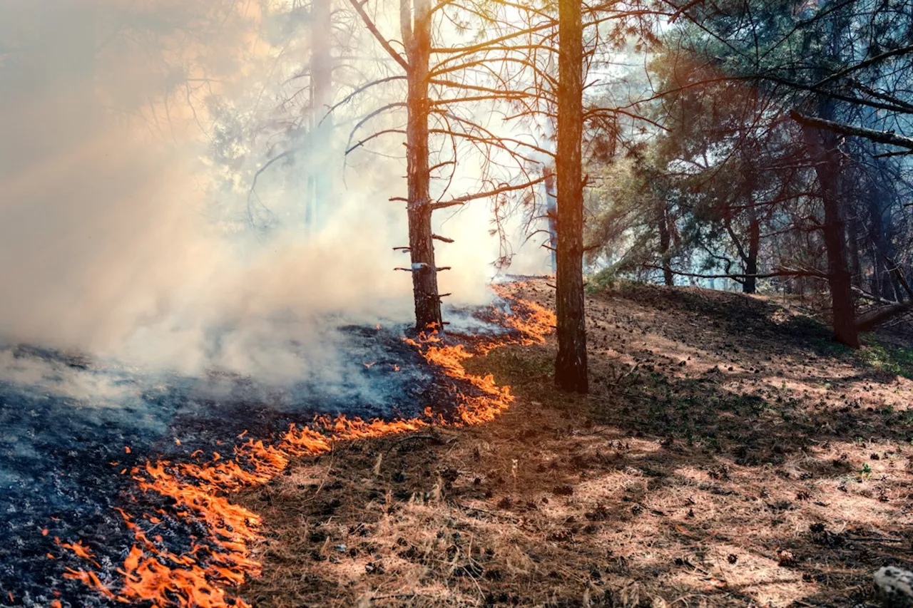 One new wildfire reported in Sunday in Northeast Region