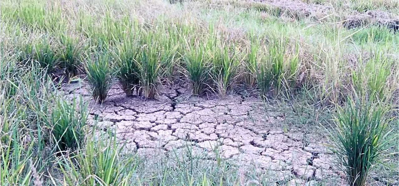 Kedah farmers hit by weather and water woes