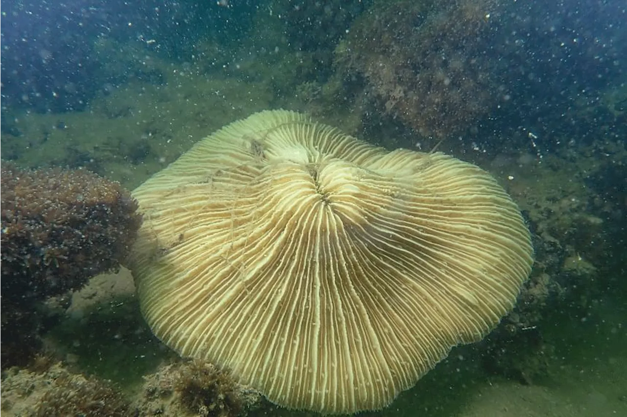 Major alert: Coral bleaching in Singapore’s shallow areas rises to 40%, scientists on stand-by for impacts from oil spill