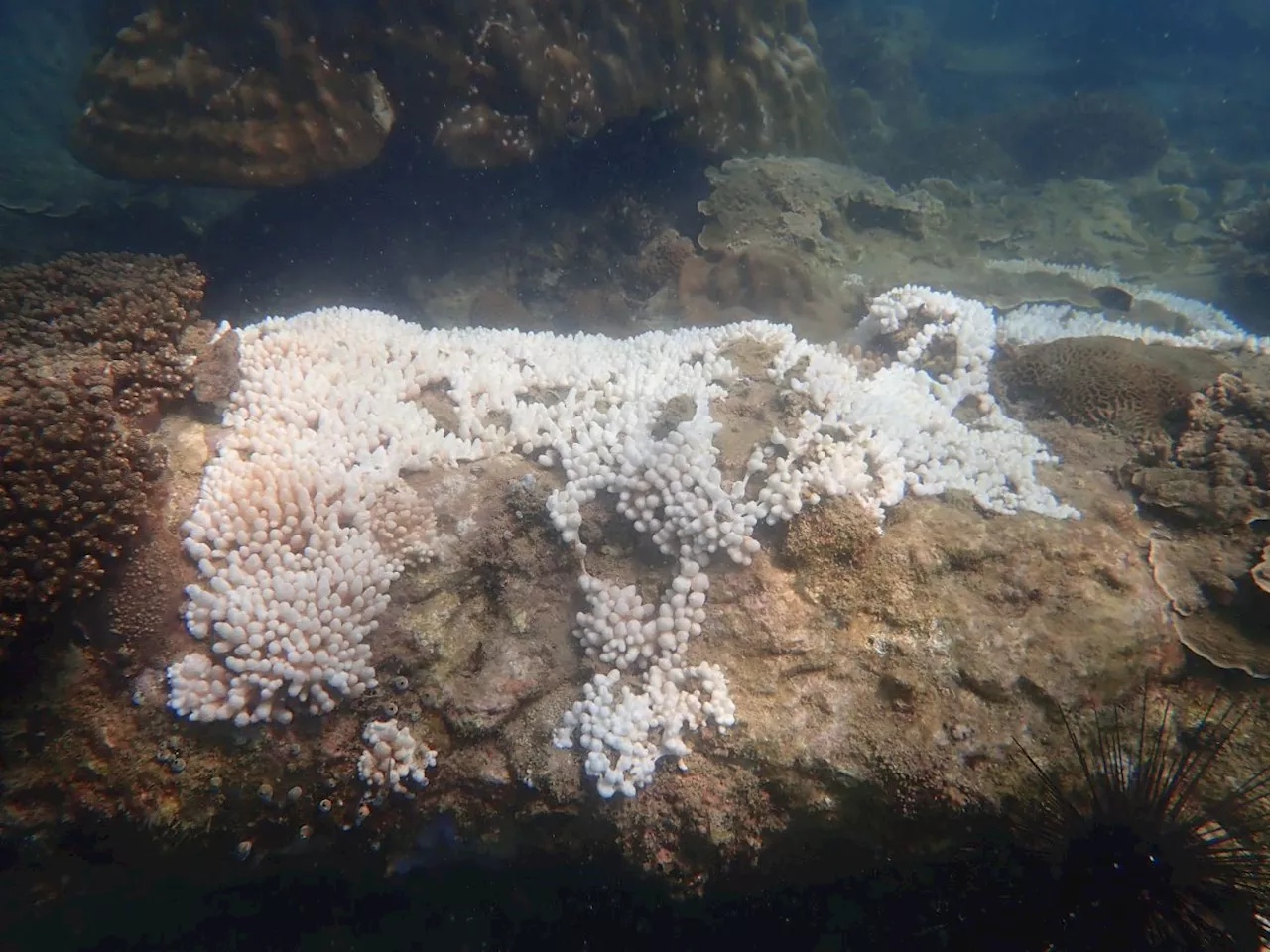 Mass coral bleaching threatens Malaysia's marine biodiversity, says Fisheries Dept