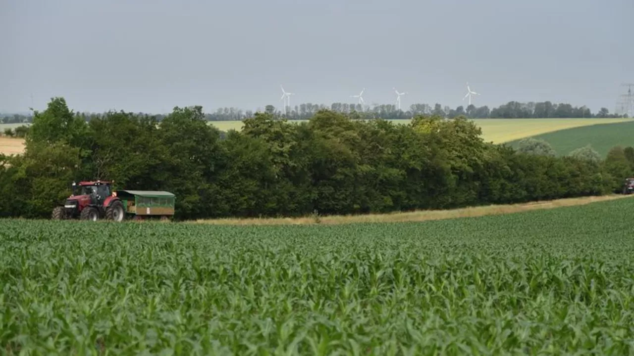 Landwirtschaft: Bauern warten auf Sonne für die Ernte