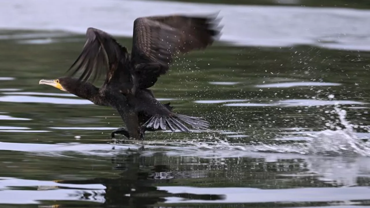 Tiere: Kormoran beschäftigt nun auch die Bundespolitik