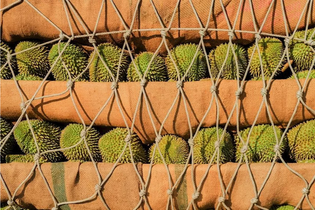 Rise of Hainan durians a wake-up call for Thai growers and exporters