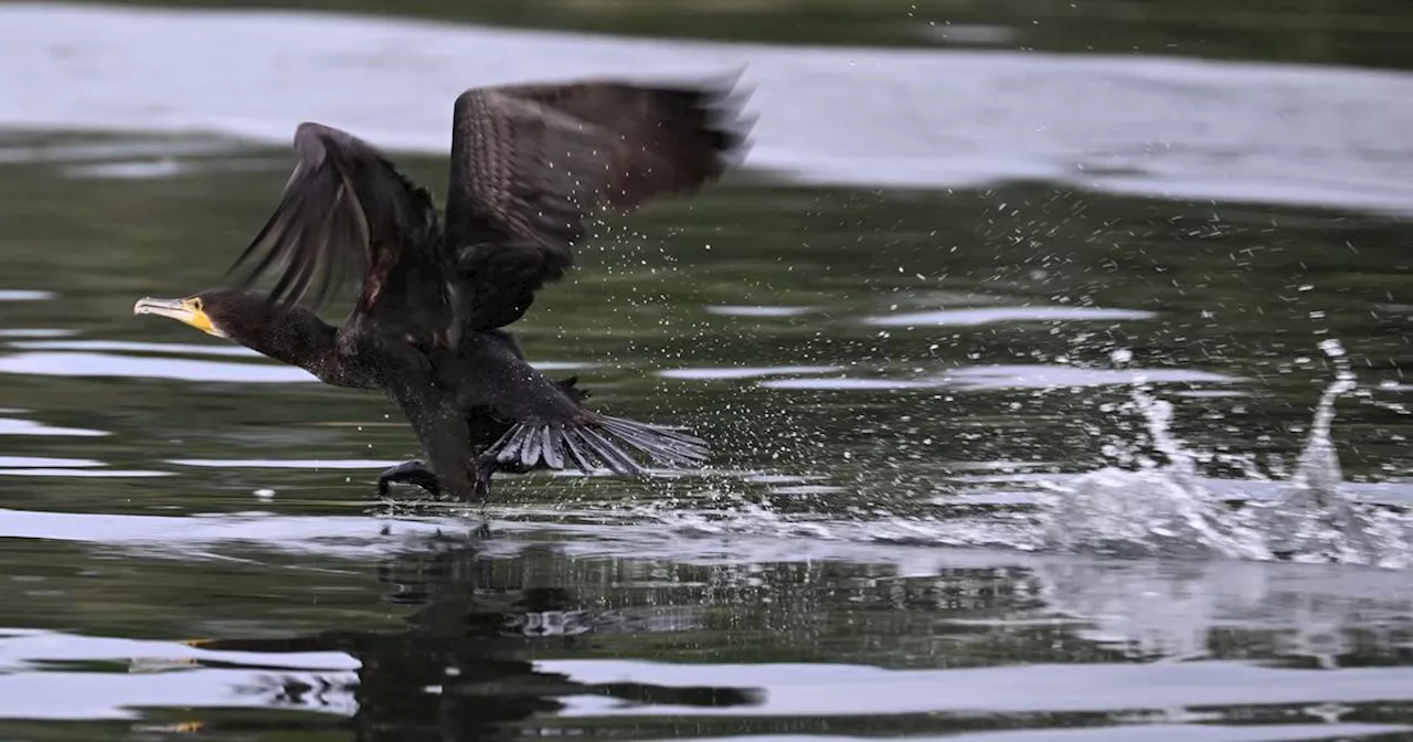 Der Kormoran beschäftigt nun die Bundespolitik