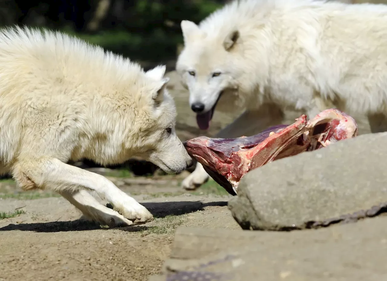 Kvinne angrepet av ulver i fransk dyrepark