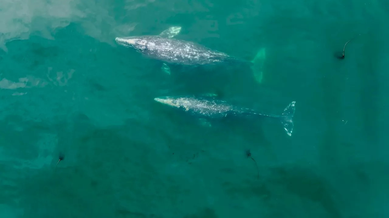 Gray whales in the Pacific Northwest are getting shorter, study says