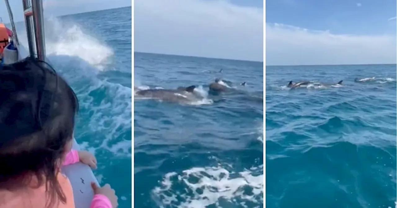 Lucky M'sians Get to Witness Dolphins Majestically Swimming & Jumping Near Pulau Tioman