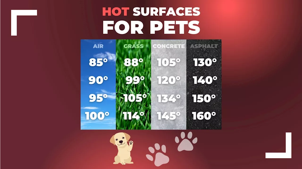 Walking pets outside during the summer heat