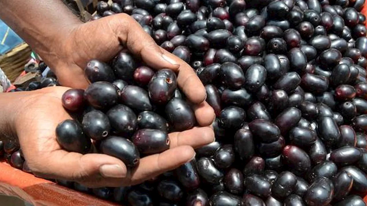 Jamun fruit: ನೇರಳೆ ಹಣ್ಣು ಸೇವಿಸುವುದರಿಂದ ಇಷ್ಟೊಂದು ಆರೋಗ್ಯ ಪ್ರಯೋಜನಗಳಿವೆ