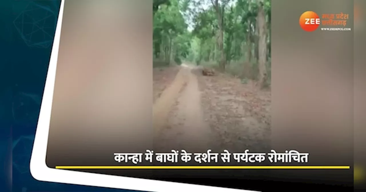 Tiger Viral Video: सोशल मीडिया पर छाए कान्हा के बाघ! चीतल का शिकार, शावकों की मस्ती, देखें वीडियो