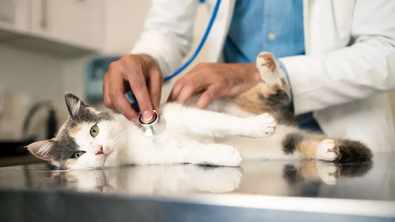 Melilla paraliza la esterilización de gatos tras la muerte de dos animales