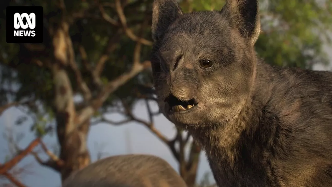 Did Australia's extinct giant kangaroos hop or stride? Fossils suggest they walked on two legs