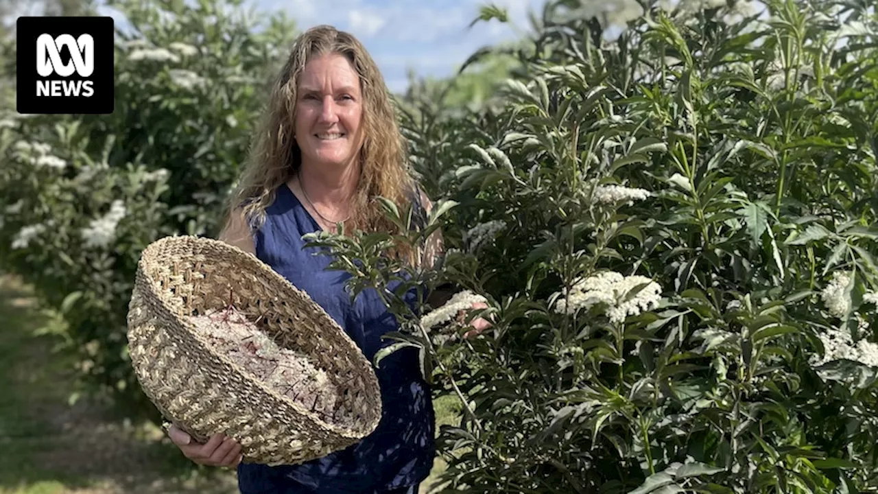 Victorian farming couple working to grow Australia's elderberry industry, in a Europe-dominated market