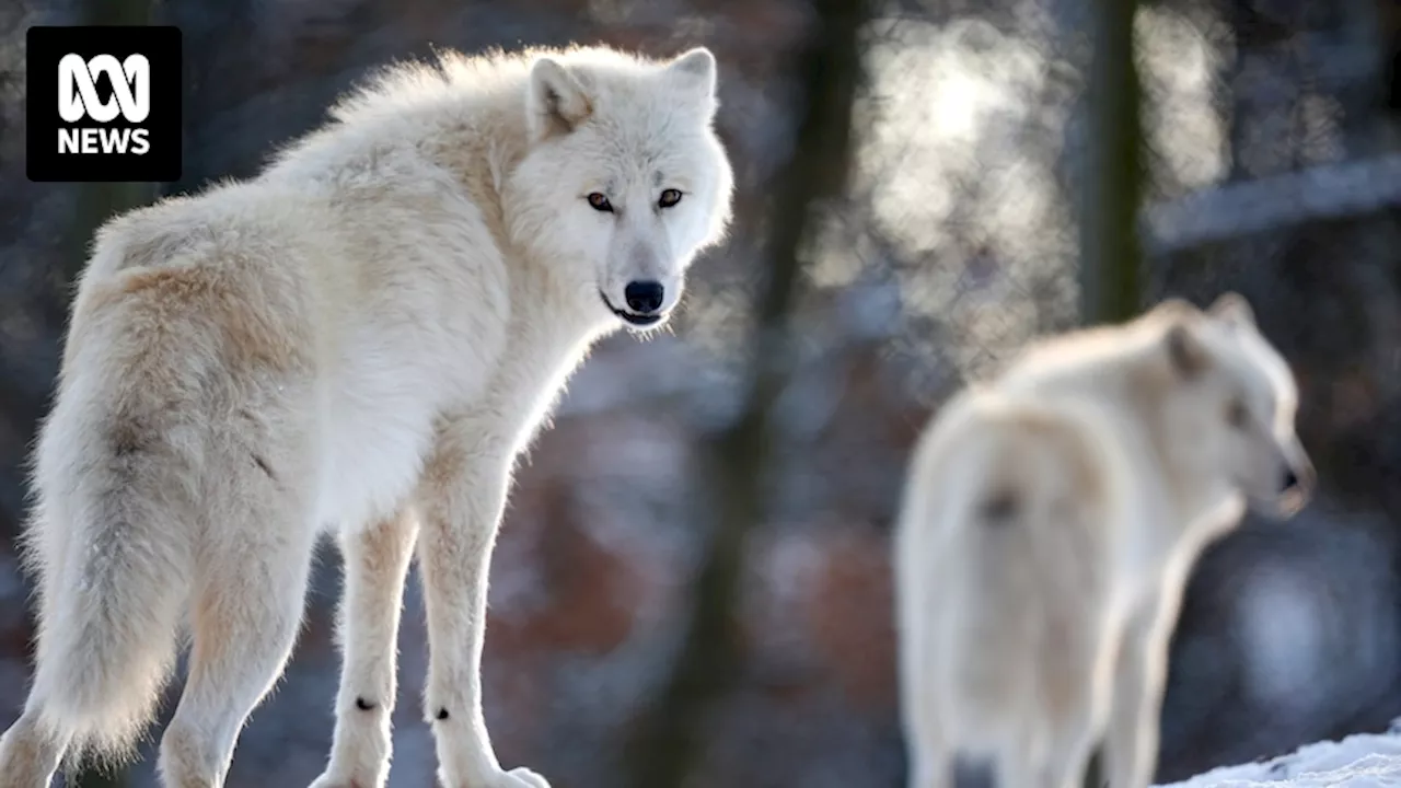 Thoiry Zoo: Woman attacked by wolves after straying into 'safari zone ...