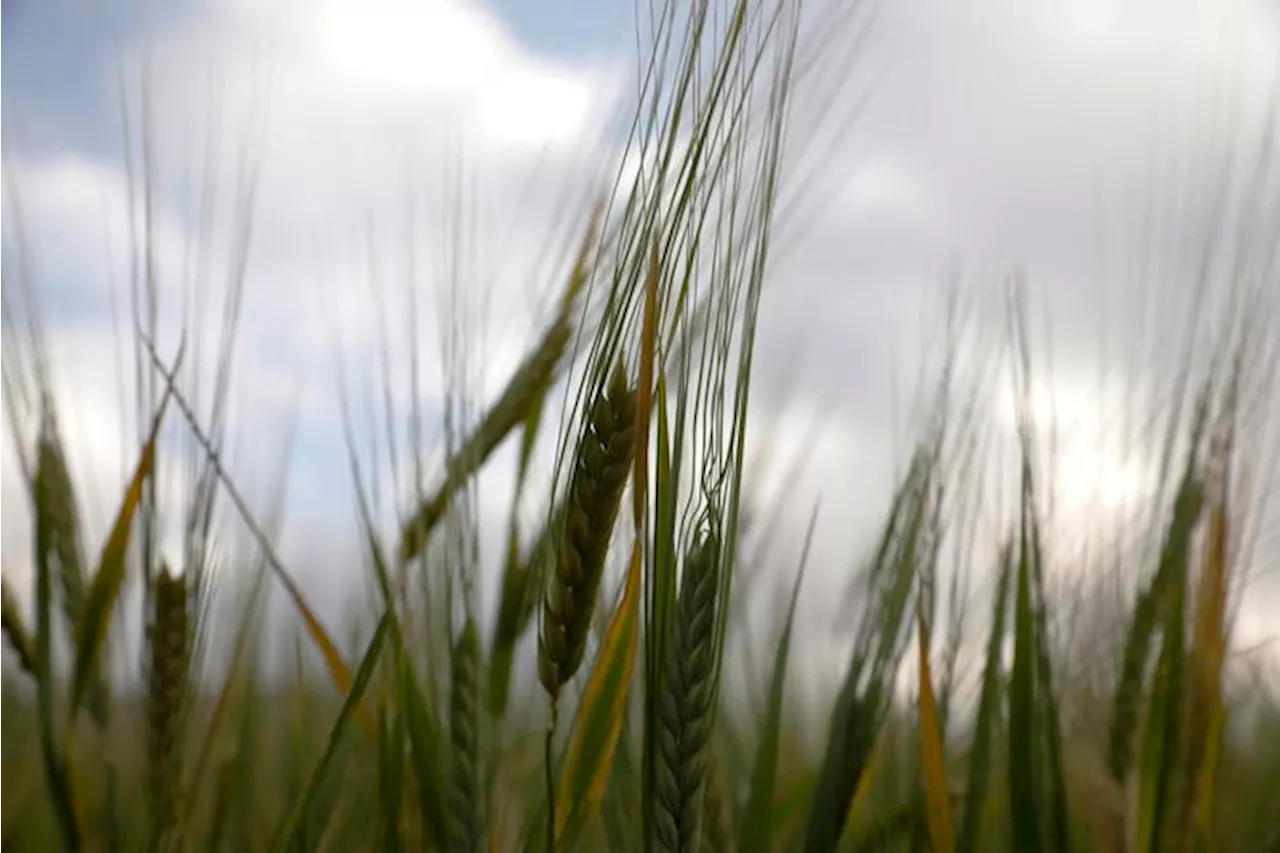 Industriali Mugnai d'Italia, nel 2023 giù mercato del grano duro