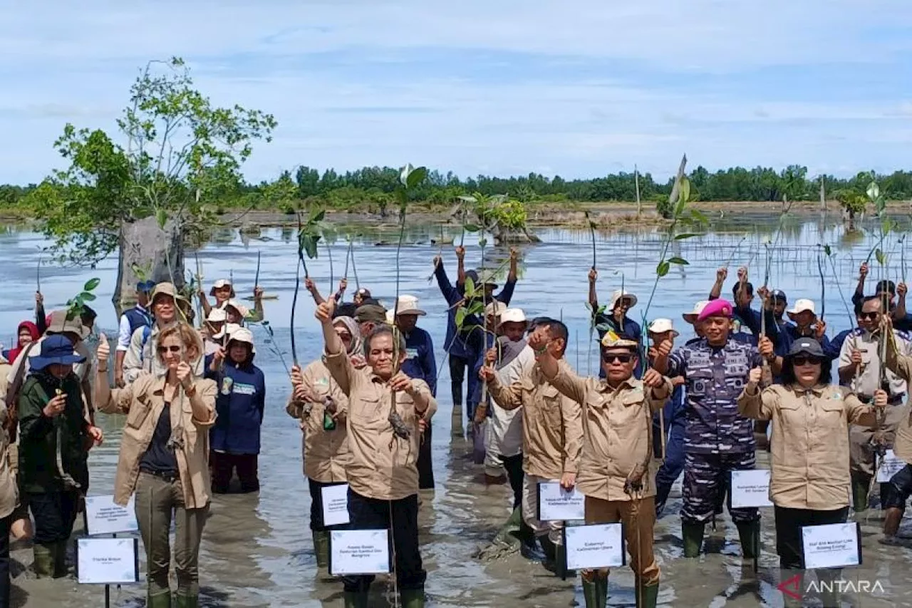 BRGM: Rehabilitasi mangrove tingkatkan produktivitas tambak masyarakat