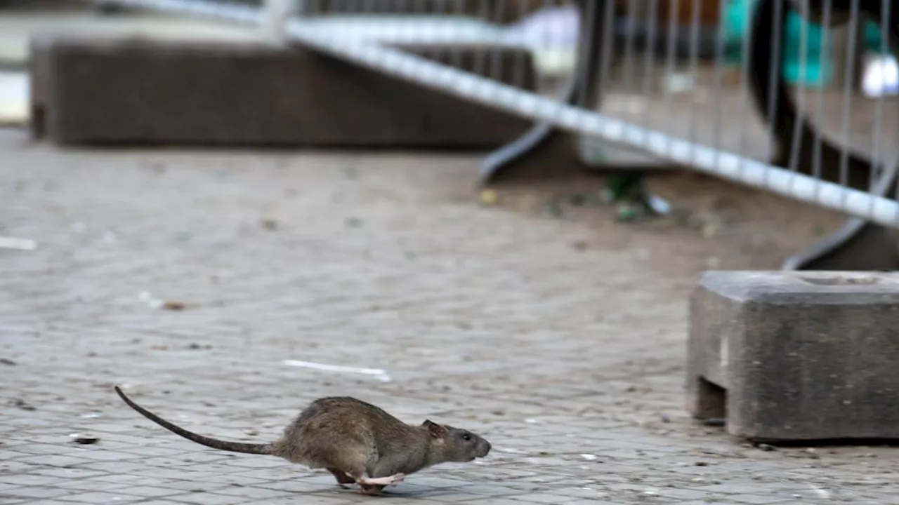 Kampf gegen Ratten auf Spielplätzen