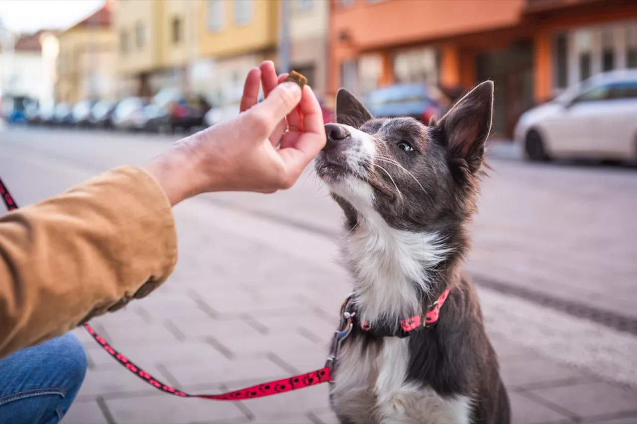 Dog Treats Sold Nationwide Are Being Recalled Over Metal Pieces, FDA Says