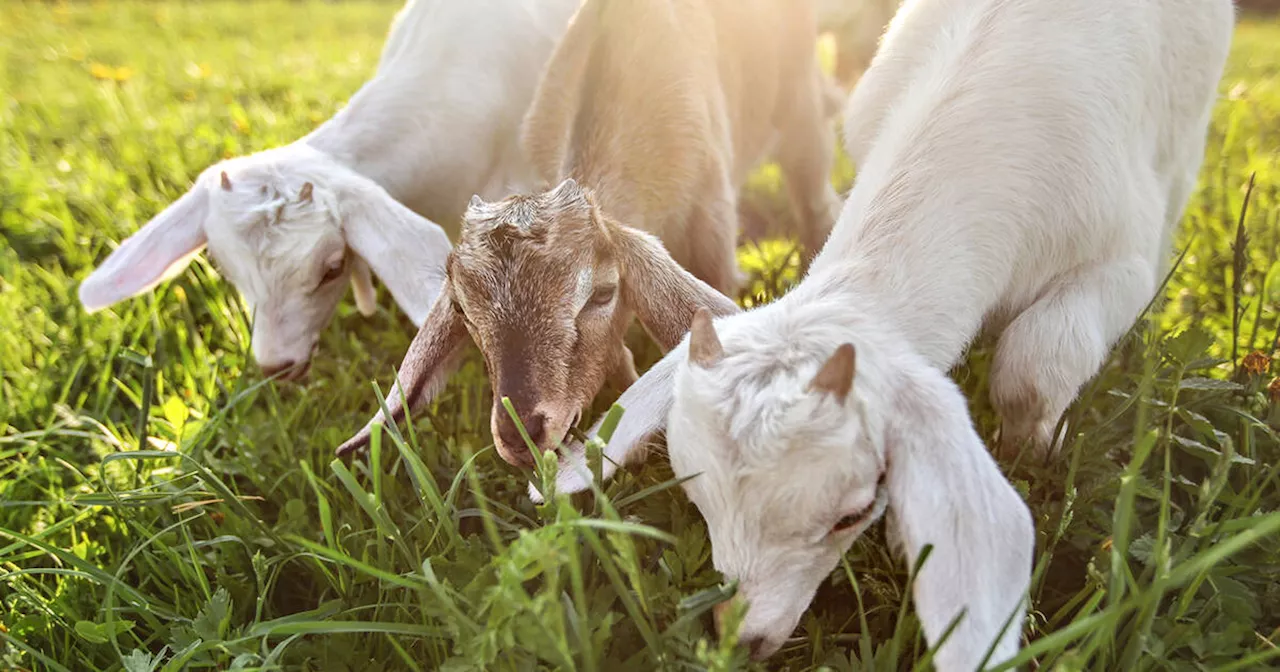 Here's why you may spot random herds of goats wandering a Toronto park