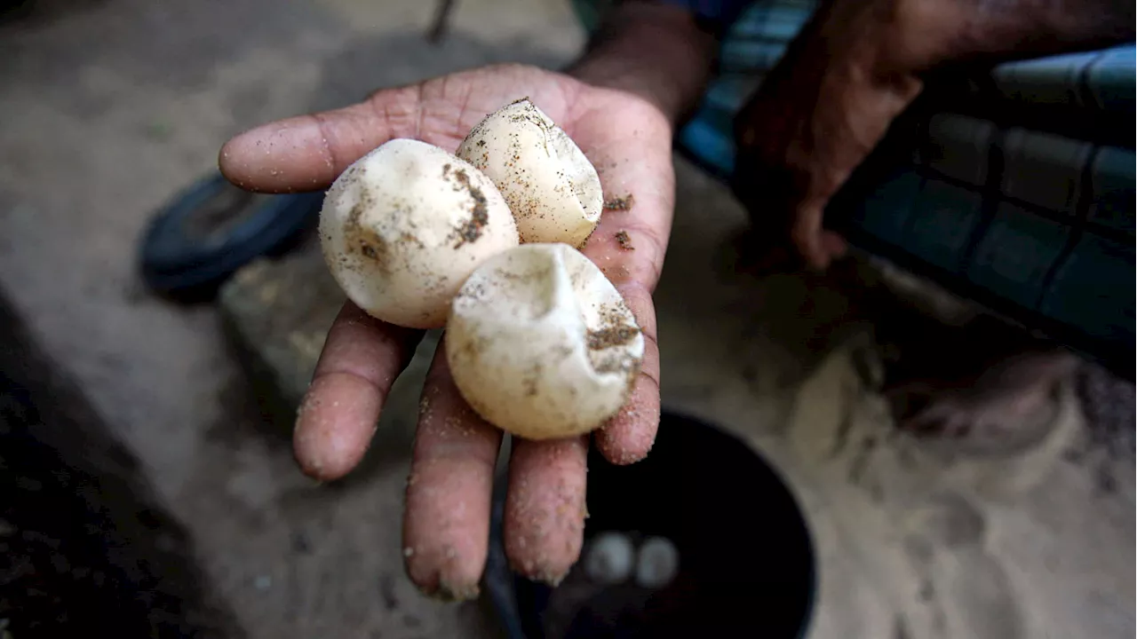 Fake eggs with GPS trackers could help save vulnerable sea turtles