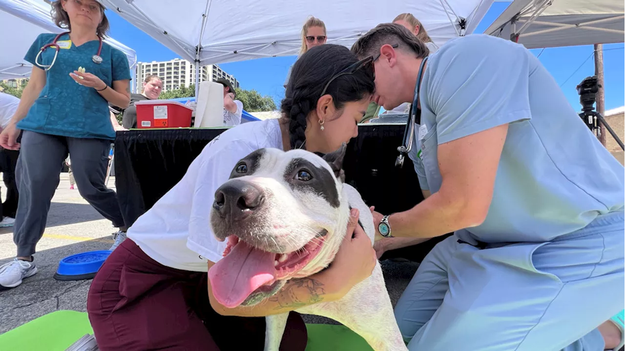 AVMA and Street Dog Coalition team up to aid homeless pets and owners in Austin