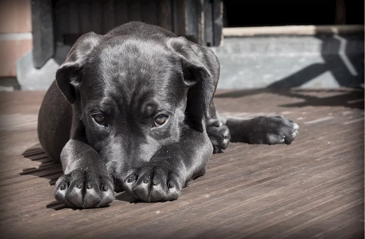 Comment faire pour partir en vacances sans son chien ?