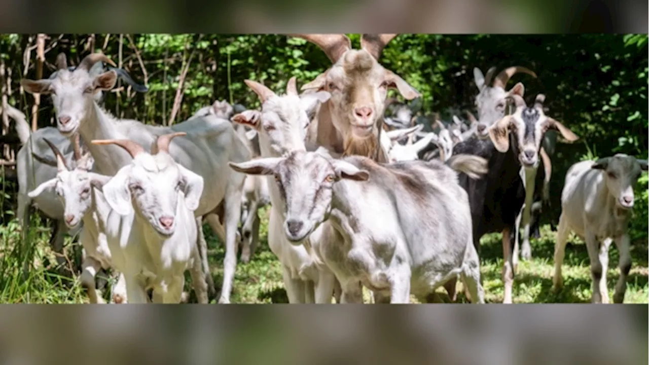 Toronto pilot project uses goats to manage east-end meadow