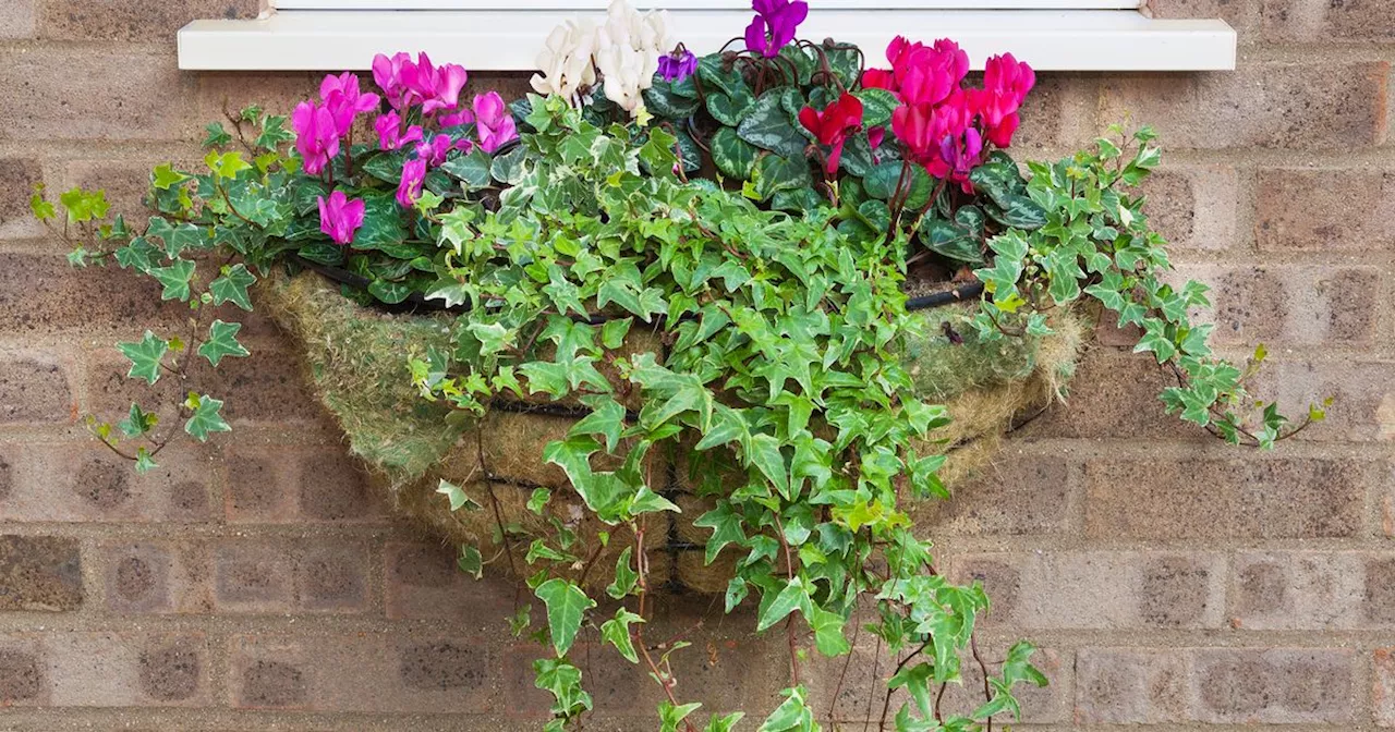 Monty Don's secret to perfect hanging baskets blooming all summer