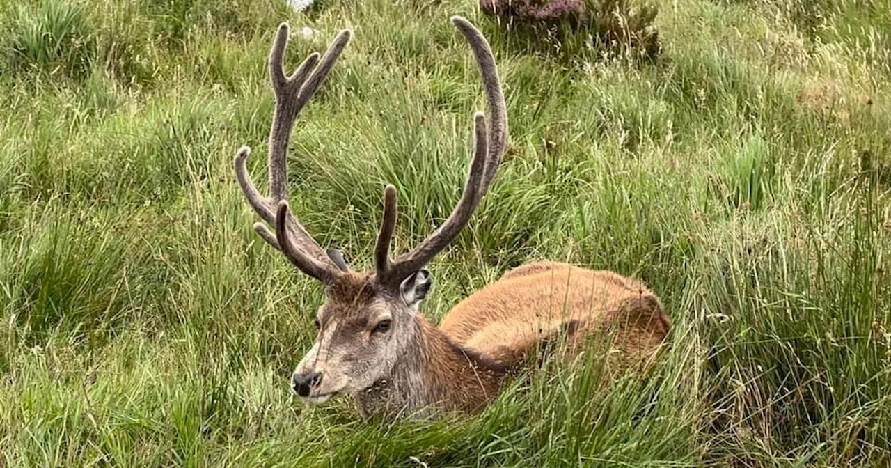 Warning to Scots tourists to respect wildlife after celebrity Scots stag's death