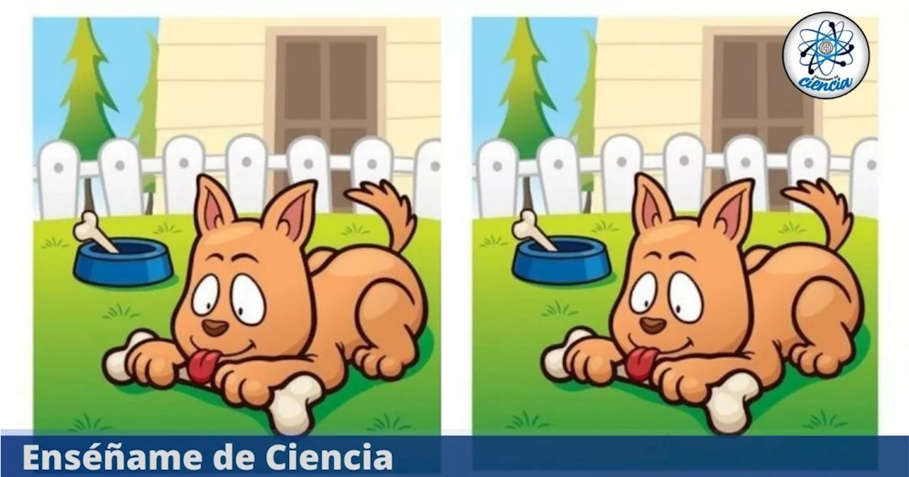 Acertijo visual PRO: encuentra las cinco diferencias en la imagen viral del PERRO