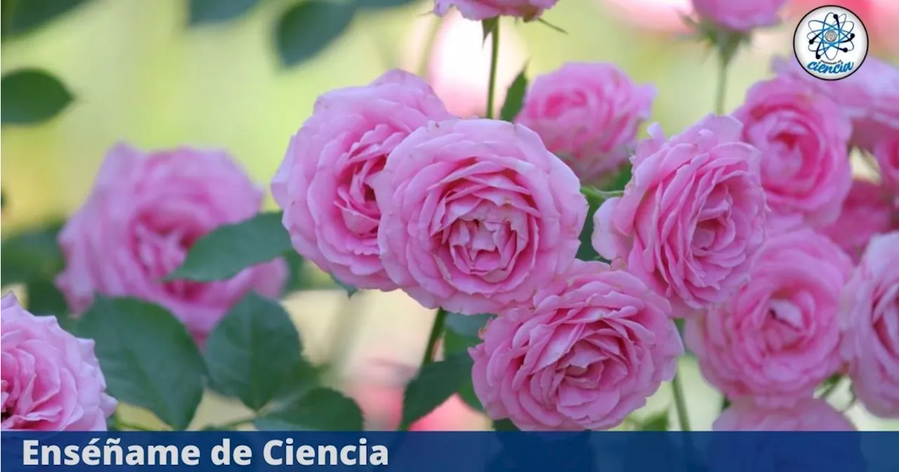 El secreto de los jardineros para tener rosas eternas en tu jardín