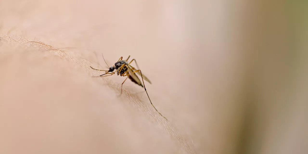 Kaffee gegen Mücken: So werden Sie die lästigen Insekten los