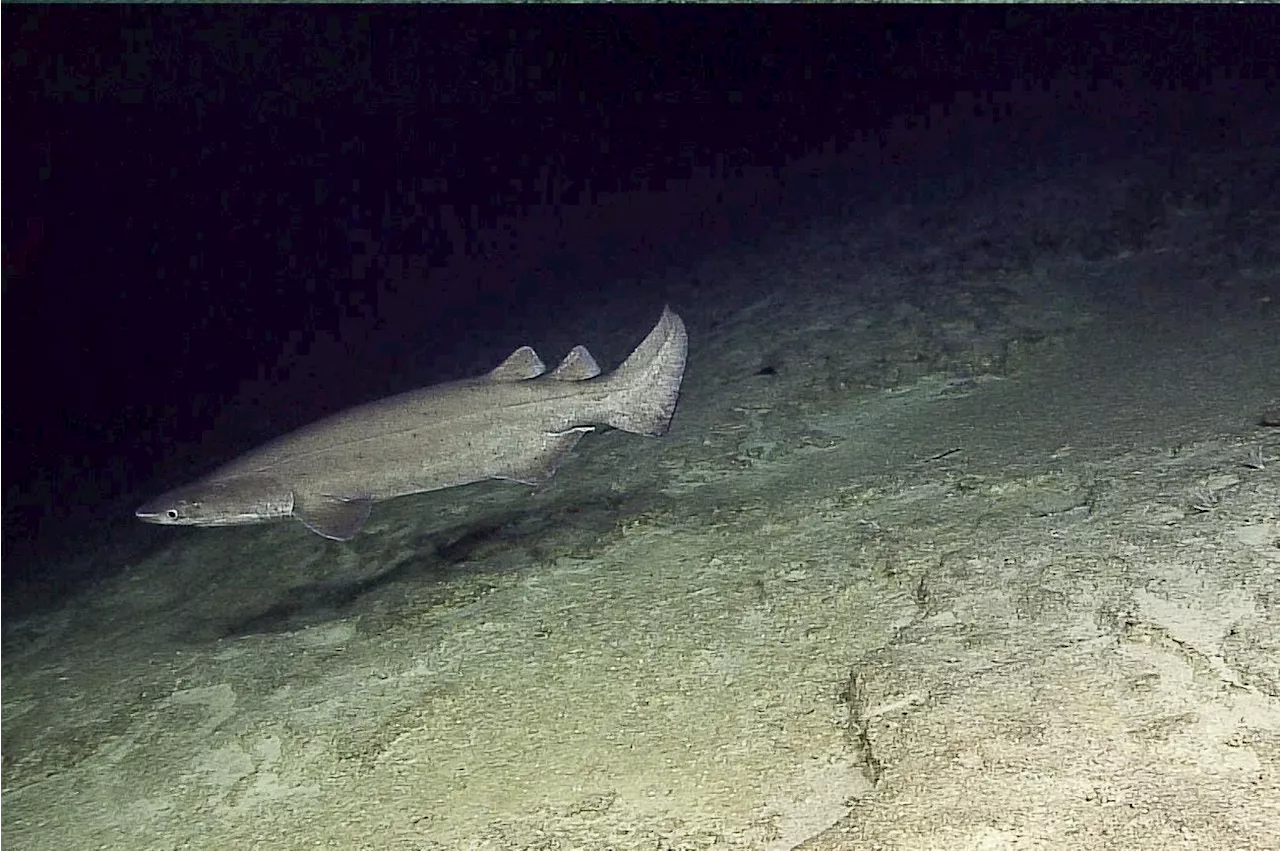 Discovery Of Prickly Sharks In Panamanian Waters