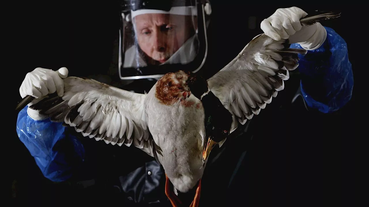 Here’s Why COVID Measures Like Masking And New Ones Like Safety Goggles Could Return If A Bird Flu Pandemic Is Declared