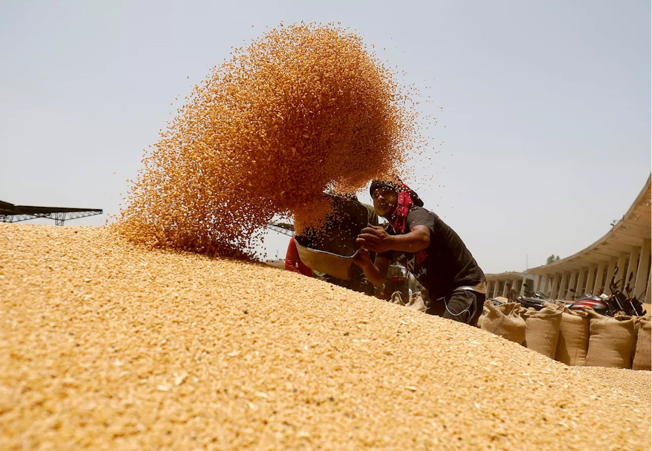 Climate-proofing India’s daily bread: The race for resilient wheat