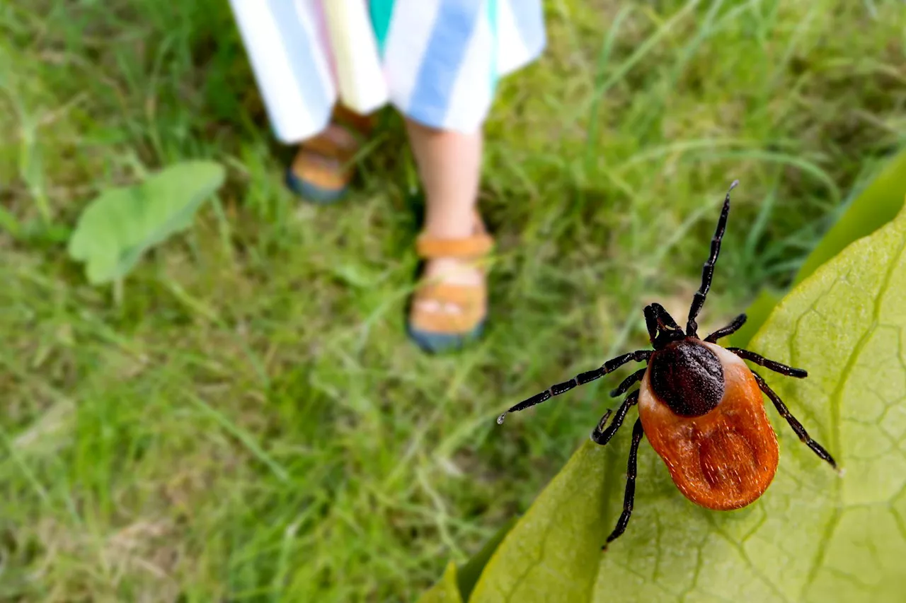 First Lyme Disease Vaccine in 20 Years Begins Final Clinical Trial—What You Need to Know