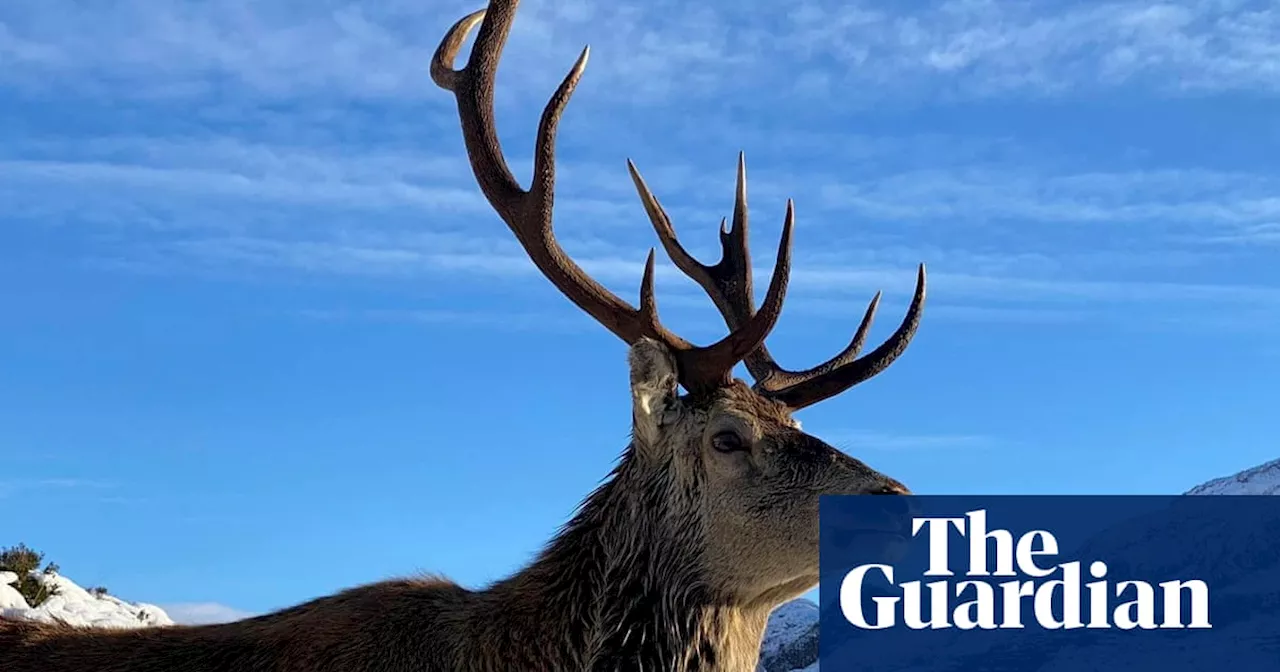 Famous Highlands stag fed by tourists put down over health concerns