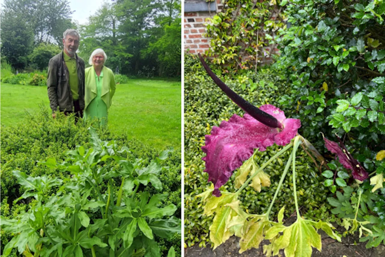 Drakenwortel in tuin van Dirk en Annie in Schelle staat (eindelijk) in bloei