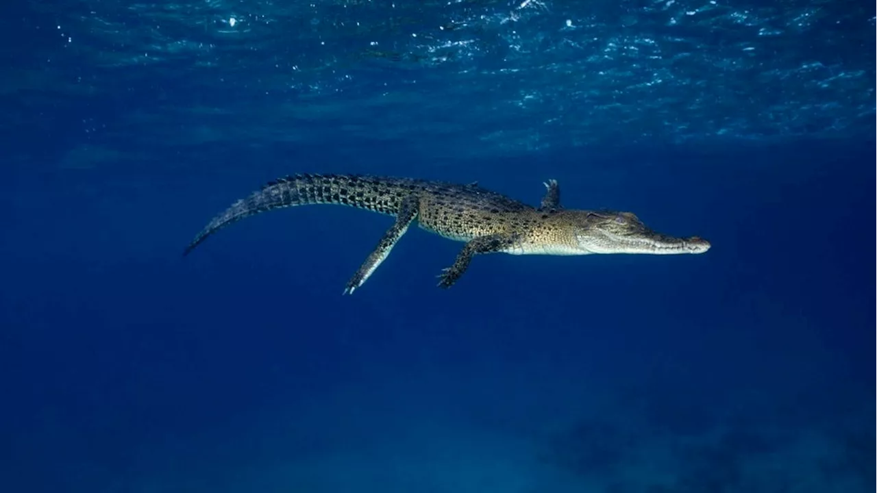 Deshalb landete dieses Salzwasserkrokodil im Kochtopf